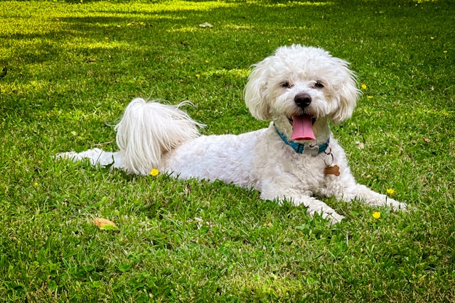 5-cani-perfetti-per-gli-anziani