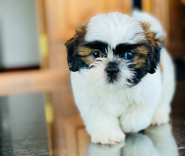 5-cani-perfetti-per-gli-anziani